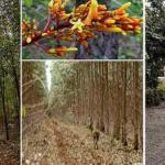 Recovery of flora and fauna