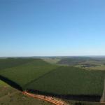 Reforesting