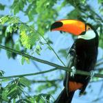 Toucan � Creation of habitats for native birds